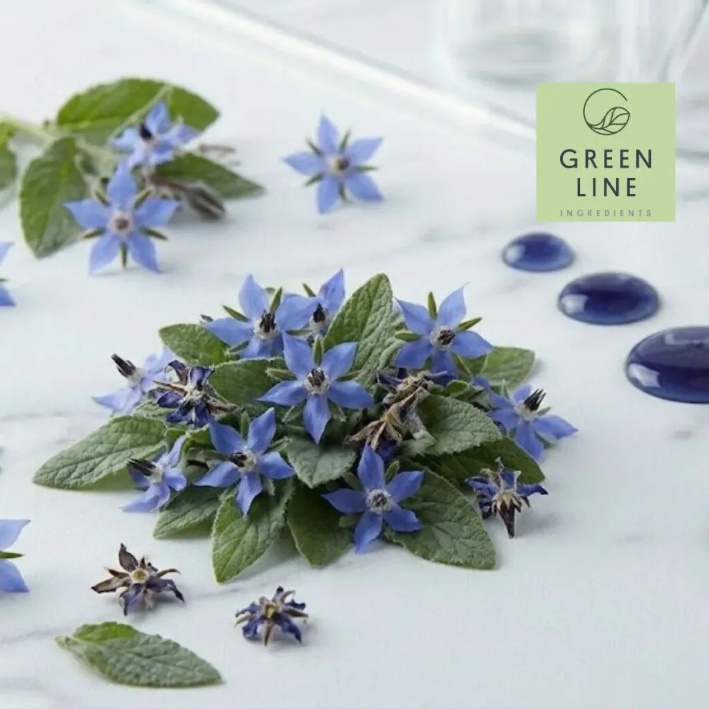 GLB Borage Extract (5 kg)